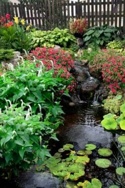 Lizard's Tail Swamp Lily (Saururus Cernuus) - 8 Pack Of 1 Gallon Pots -Garden Wisp Sales Store saururus cernuus lizards tail swamp lily 8