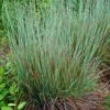 Standing Ovation Little Bluestem Grass (Schizachyrium Scoparium) - 8 Pack Of 1 Gallon Pots