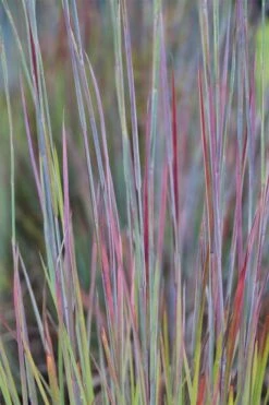 Standing Ovation Little Bluestem Grass (Schizachyrium Scoparium) - 8 Pack Of 1 Gallon Pots -Garden Wisp Sales Store schizachyrium scoparium standing ovation little bluestem grass 7
