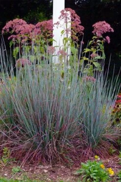 Standing Ovation Little Bluestem Grass (Schizachyrium Scoparium) - 8 Pack Of 1 Gallon Pots -Garden Wisp Sales Store schizachyrium scoparium standing ovation little bluestem grass 9