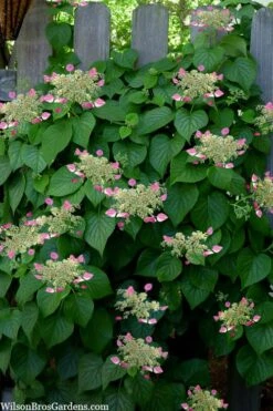 Rose Sensation Pink Climbing Hydrangea Vine - 3 Gallon Pot -Garden Wisp Sales Store schizophragma hydrangeoides rose sensation climbing hydrangea 104