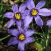 Moody Blues Blue-Eyed Grass (Sisyrinchium) - 1 Gallon Pot
