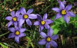 Moody Blues Blue-Eyed Grass (Sisyrinchium) - 1 Gallon Pot -Garden Wisp Sales Store sisyrinchium idahoense macounii moody blues blue eyed grass 4