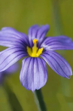 Moody Blues Blue-Eyed Grass (Sisyrinchium) - 1 Gallon Pot -Garden Wisp Sales Store sisyrinchium idahoense macounii moody blues blue eyed grass 5