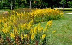 Showy Goldenrod (Solidago Speciosa) - 1 Gallon Pot -Garden Wisp Sales Store solidago speciosa showy goldenrod 4