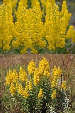 Showy Goldenrod (Solidago Speciosa) - 1 Gallon Pot -Garden Wisp Sales Store solidago speciosa showy goldenrod 5