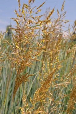 Indian Steel Blue Prairie Grass (Sorghastrum Nutans) - 1 Gallon Pot -Garden Wisp Sales Store sorghastrum nutans indian steel blue prairie grass 2