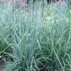 Indian Steel Blue Prairie Grass (Sorghastrum Nutans) - 1 Gallon Pot