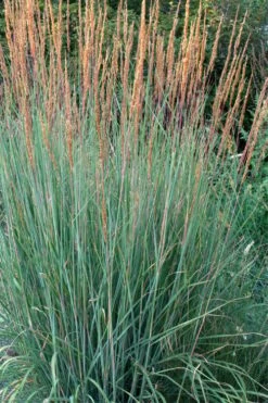 Indian Steel Blue Prairie Grass (Sorghastrum Nutans) - 1 Gallon Pot -Garden Wisp Sales Store sorghastrum nutans indian steel blue prairie grass 4