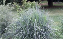 Indian Steel Blue Prairie Grass (Sorghastrum Nutans) - 1 Gallon Pot -Garden Wisp Sales Store sorghastrum nutans indian steel blue prairie grass 5