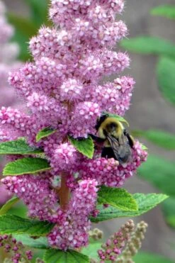Steeplebush (Spirea Tomentosa) - 3 Gallon Pot -Garden Wisp Sales Store spirea tomentosa steeplebush 1