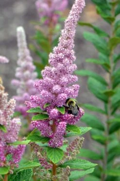 Steeplebush (Spirea Tomentosa) - 3 Gallon Pot -Garden Wisp Sales Store spirea tomentosa steeplebush 2