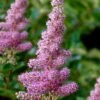 Steeplebush (Spirea Tomentosa) - 3 Gallon Pot