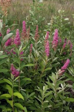 Steeplebush (Spirea Tomentosa) - 3 Gallon Pot -Garden Wisp Sales Store spirea tomentosa steeplebush 4