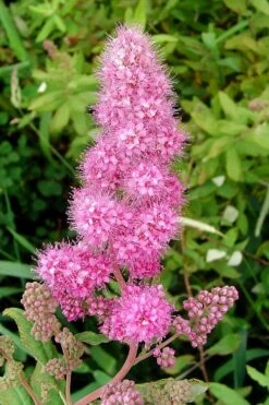 Steeplebush (Spirea Tomentosa) - 3 Gallon Pot -Garden Wisp Sales Store spirea tomentosa steeplebush 6