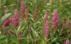 Steeplebush (Spirea Tomentosa) - 3 Gallon Pot -Garden Wisp Sales Store spirea tomentosa steeplebush 7