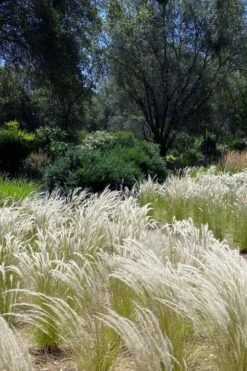 Peruvian Feather Grass (Stipa Ichu) - 1 Gallon Pot -Garden Wisp Sales Store stipa ichu peruvian feather grass 12