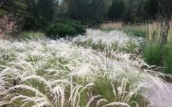 Peruvian Feather Grass (Stipa Ichu) - 1 Gallon Pot -Garden Wisp Sales Store stipa ichu peruvian feather grass 4