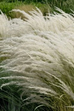 Peruvian Feather Grass (Stipa Ichu) - 1 Gallon Pot -Garden Wisp Sales Store stipa ichu peruvian feather grass 7