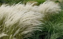 Peruvian Feather Grass (Stipa Ichu) - 1 Gallon Pot -Garden Wisp Sales Store stipa ichu peruvian feather grass 8