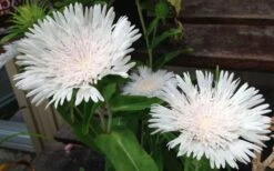 Divinity White Stokes Aster (Stokesia) - 1 Gallon Pot -Garden Wisp Sales Store stokesia laevis divinity 1