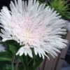 Divinity White Stokes Aster (Stokesia) - 1 Gallon Pot