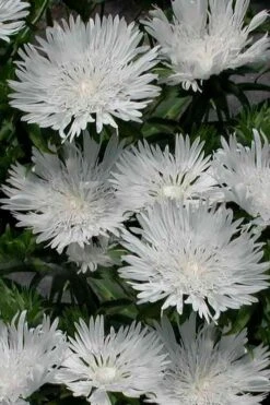 Divinity White Stokes Aster (Stokesia) - 1 Gallon Pot -Garden Wisp Sales Store stokesia laevis divinity stokes aster 4