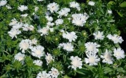 Divinity White Stokes Aster (Stokesia) - 1 Gallon Pot -Garden Wisp Sales Store stokesia laevis divinity stokes aster 6