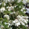 Fragrant Fountain Weeping Japanese Snowbell Tree - 5 Gallon Pot