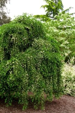 Fragrant Fountain Weeping Japanese Snowbell Tree - 5 Gallon Pot 14 Fragrant Fountain Weeping Japanese Snowbell Tree - 5 Gallon Pot -Garden Wisp Sales Store styrax japonica fragrant fountain weeping japanese snowbell tree 5