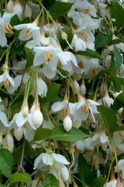 Fragrant Fountain Weeping Japanese Snowbell Tree - 5 Gallon Pot 15 Fragrant Fountain Weeping Japanese Snowbell Tree - 5 Gallon Pot -Garden Wisp Sales Store styrax japonica fragrant fountain weeping japanese snowbell tree 6