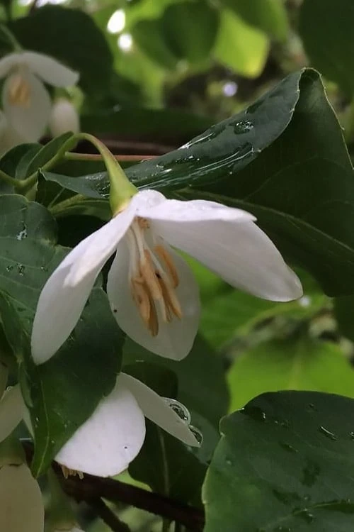 Fragrant Fountain Weeping Japanese Snowbell Tree - 5 Gallon Pot 8 Fragrant Fountain Weeping Japanese Snowbell Tree - 5 Gallon Pot - Image 8