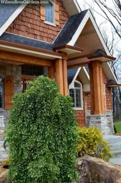 Fragrant Fountain Weeping Japanese Snowbell Tree - 5 Gallon Pot 12 Fragrant Fountain Weeping Japanese Snowbell Tree - 5 Gallon Pot -Garden Wisp Sales Store styrax japonica fragrant fountain weeping japanese snowbell tree 9