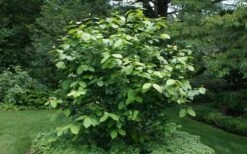 Venus White Sweetshrub (Calycanthus) - 3 Gallon Pot -Garden Wisp Sales Store sweet shrub aphrodite shrub 1