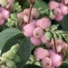 Pinky Promise Snowberry Bush (Symphoricarpos Doorenbosii) - 3 Gallon Pot