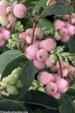 Pinky Promise Snowberry Bush (Symphoricarpos Doorenbosii) - 3 Gallon Pot
