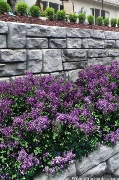 Bloomerang Dark Purple Lilac - 3 Gallon Pot -Garden Wisp Sales Store syringa bloomerang dark purple lilac 22