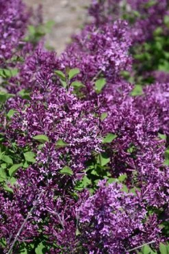 Bloomerang Dark Purple Lilac - 3 Gallon Pot -Garden Wisp Sales Store syringa bloomerang dark purple lilac 23