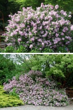 Palibin Dwarf Lilac Bush - 3 Gallon Pot -Garden Wisp Sales Store syringa meyeri palibin dwarf lilac 4