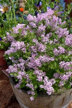 Palibin Dwarf Lilac Bush - 3 Gallon Pot -Garden Wisp Sales Store syringa meyeri palibin dwarf lilac 5
