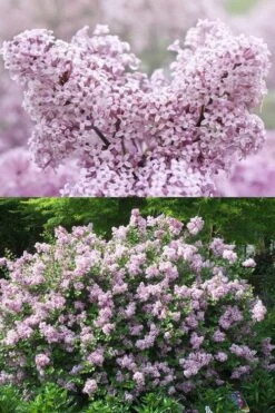 Palibin Dwarf Lilac Bush - 3 Gallon Pot -Garden Wisp Sales Store syringa meyeri palibin dwarf lilac 7