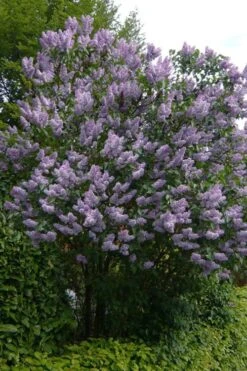 Katherine Havemeyer French Lilac (Syringa) - 1 Gallon Pot -Garden Wisp Sales Store syringa vulgaris katherine havemeyer lilac 10