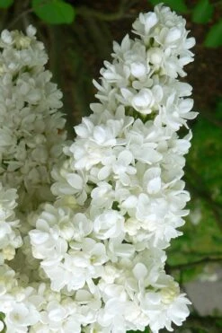 Miss Ellen Willmott White French Lilac (Syringa Vulgaris) - 3 Gallon Pot 6 Miss Ellen Willmott White French Lilac (Syringa Vulgaris) - 3 Gallon Pot -Garden Wisp Sales Store syringa vulgaris miss ellen willmott lilac 2