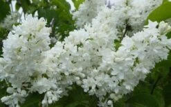Miss Ellen Willmott White French Lilac (Syringa Vulgaris) - 3 Gallon Pot 7 Miss Ellen Willmott White French Lilac (Syringa Vulgaris) - 3 Gallon Pot -Garden Wisp Sales Store syringa vulgaris miss ellen willmott lilac 7