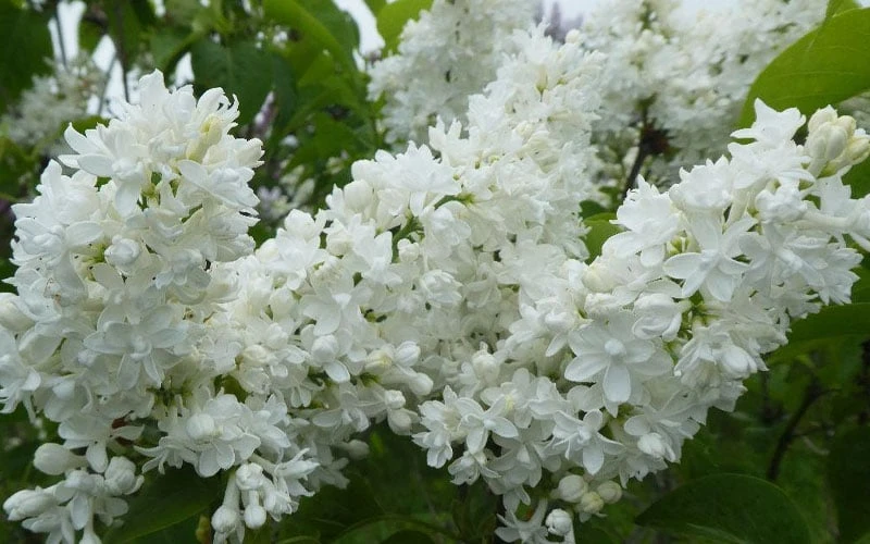Miss Ellen Willmott White French Lilac (Syringa Vulgaris) - 3 Gallon Pot 4 Miss Ellen Willmott White French Lilac (Syringa Vulgaris) - 3 Gallon Pot - Image 4