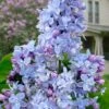President Grevy French Lilac (Syringa) - 1 Gallon Pot