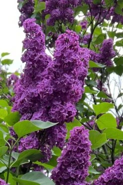 Yankee Doodle Purple French Lilac (Syringa) - 3 Gallon Pot -Garden Wisp Sales Store syringa vulgaris yankee doodle feench lilac 1