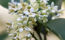 Fragrant White Tea Olive - 5 Pack Of Quart Pots -Garden Wisp Sales Store tea olive flowers closeup