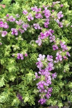 Highland Cream Creeping Thyme - 5 Pack Of Quart Pots -Garden Wisp Sales Store thyme highland cream 500x750 1