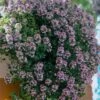 Doone Valley Thyme - 6 Pack Of Pink Pots